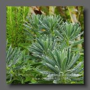 Euphorbia characias 'Silver Swan' (le jardin de la poterie Hillen) www.poterie.fr